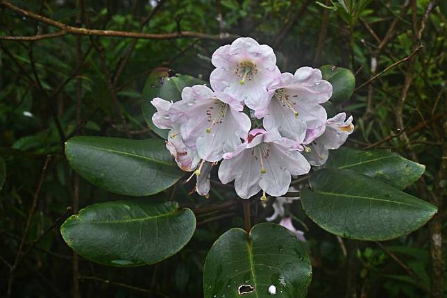 This undated photo shows a new species of Rhododendron named Rhododendron yuanbaoshanense in Liuzhou, south China's Guangxi Zhuang Autonomous Region. (Photo by Deng Yihui/Xinhua)