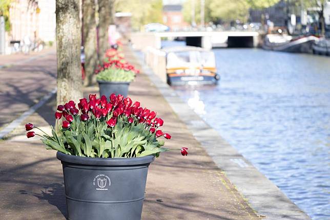 Flowerpots with tulips are seen on the street during the 2024 Tulip Festival in Amsterdam, the Netherlands, April 10, 2024. (Photo by Sylvia Lederer/Xinhua)