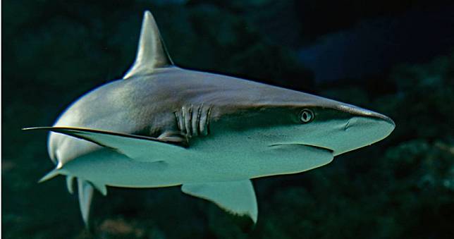 鯊魚「6小知識」出爐！　牠竟比恐龍更早出現1.9億年