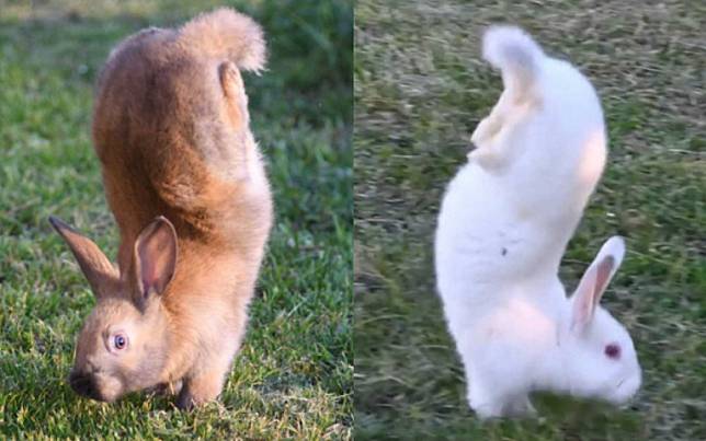 天生只會「倒立行走」！世上最奇特的兔寶寶，竟然不知道如何跑跳！