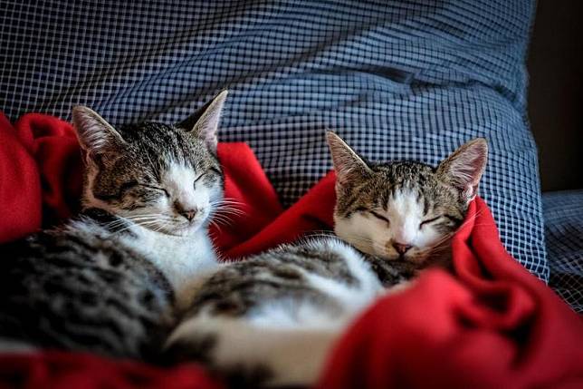 京都大學與數間大學組成的研究團隊實驗指出，貓咪其實知道和牠們同居的其他貓咪叫什麼名字。（示意圖，Pexels）