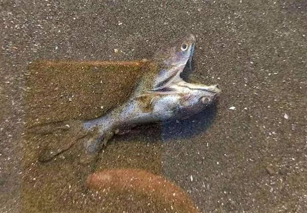 一隻「雙頭魚」被沖上岸。（圖片來源／@nevadaknight67 推特）