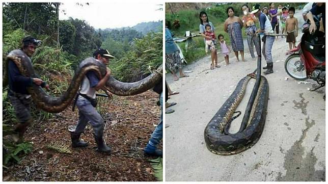 馬來西亞婆羅洲一處村民捕獲一條6公尺長的母巨蟒，將牠煮來吃了。(圖／翻攝自臉書)