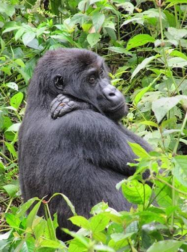 圖片來源：GoodNewsNetwork-Study Reports Incredible New Numbers for Critically Endangered Grauer’s Gorilla Species