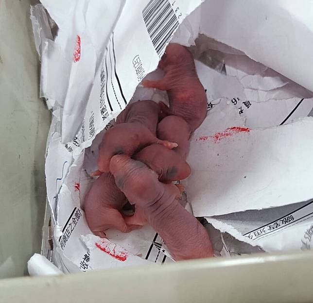 才休假一天，南投溫姓女職員再發現抽屜被當老鼠產房，裡面赫見5隻鼠寶寶。(溫姓職員提供)