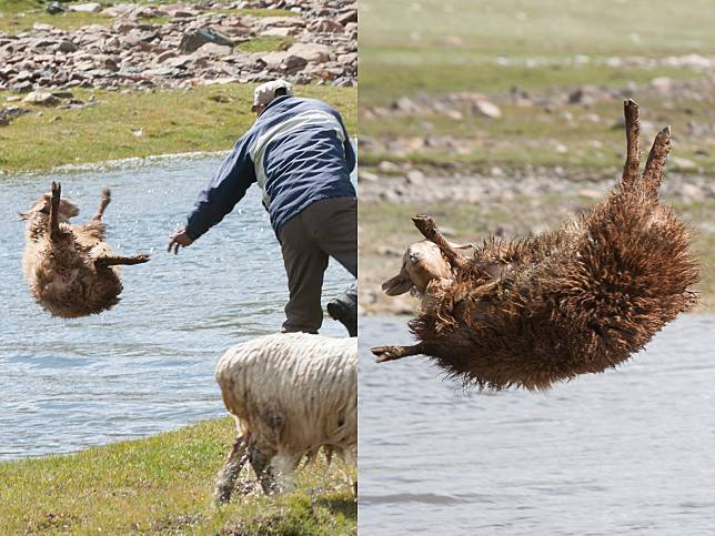哈薩克遊牧民族「半自動洗羊」　通通拋下河而且越遠越好？