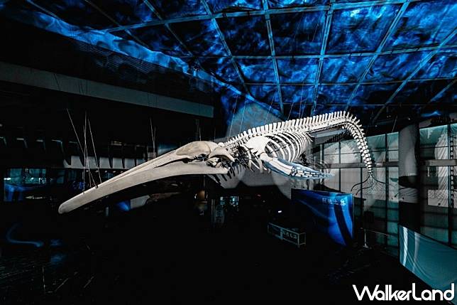 屏東海生館「巨鯨之路」首座藍鯨骨骼標本展示