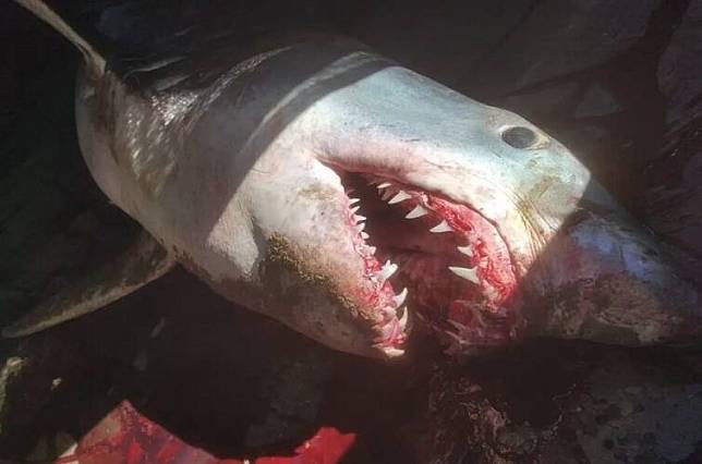 一條重達200公斤、嘴巴流血的灰鯖鯊，日前在西班牙南部海灘擱淺而亡。(取自臉書/MARIA JOSE LOPEZ PEREZ)