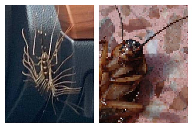 ▲「怪蟲」（左）其實會吃蟑螂（右）。（合成圖／翻攝自爆廢公社二館、 Pixabay ）