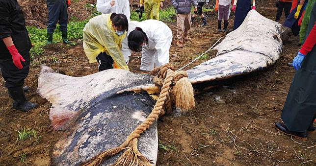 台灣首次紀錄！地球體型最大動物「藍鯨」擱淺台東長濱海岸