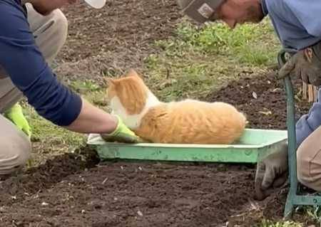 男子外出種田，貓咪卻在一旁搗亂。（圖／翻攝自臉書）