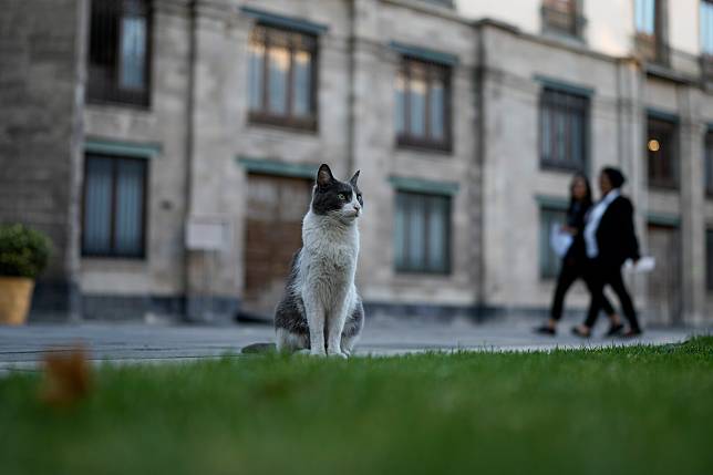 奧林是生活在墨西哥總統府裡的19隻貓咪之一。（圖／美聯社）
