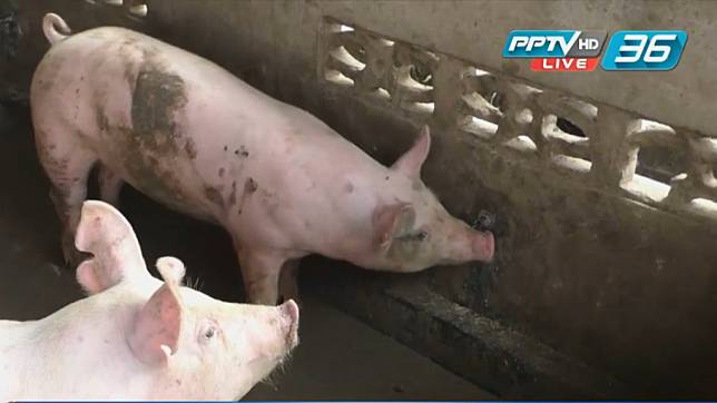 “กฤษฎา” มั่นใจ ป้องกัน อหิวาต์หมู ไม่ให้เข้าไทยได้