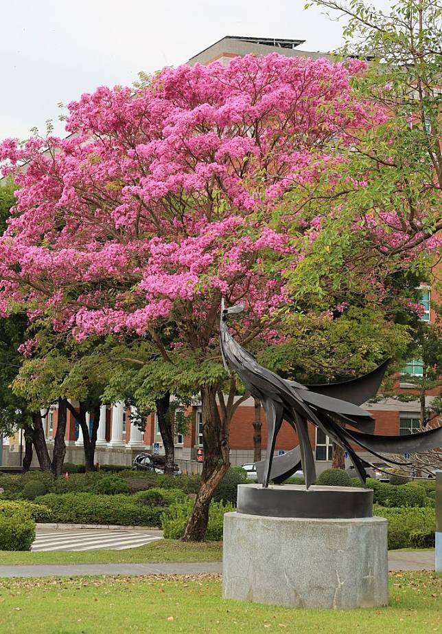 亞大校園內的紅花風鈴木盛開，成為熱門打卡拍照景點。（記者黃俊昇攝）