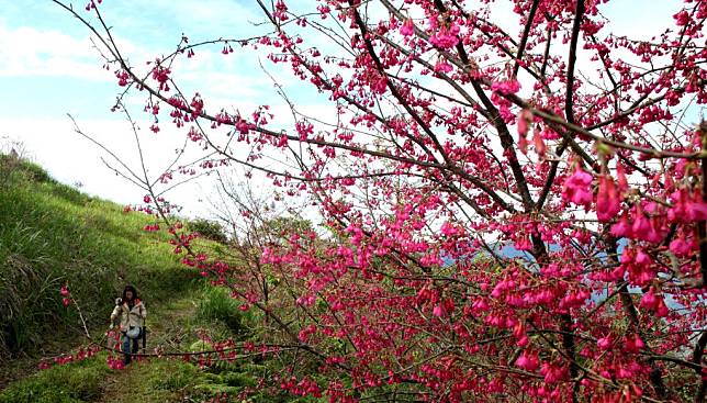 高雄桃源櫻花公園「櫻花季」登場。 （記者許正雄攝）