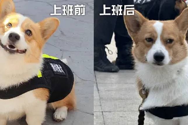 中國大陸第1隻柯基警犬「福仔」，因可愛笑臉走紅於網路。近日北京市公安局官方微博「@平安北京」曬出其「上班照」，被網友調侃：怎麼上班還上出了「班味」。（取自平安北京微博）