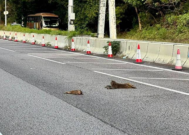 兩隻猴子倒臥路中。