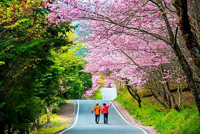 2022武陵櫻花季將於2/12登場；圖片提供/雄獅旅遊