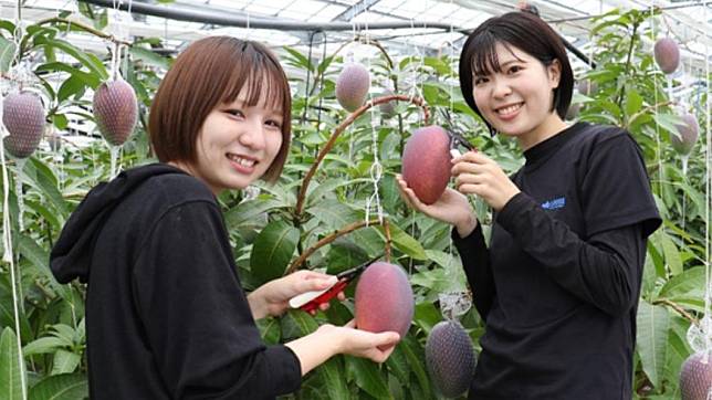 日本的頂級芒果「愛紅」。(圖/翻攝 近畿大學 官網)