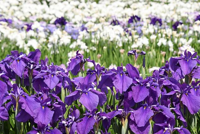 
<p>圖片來源：<a href=