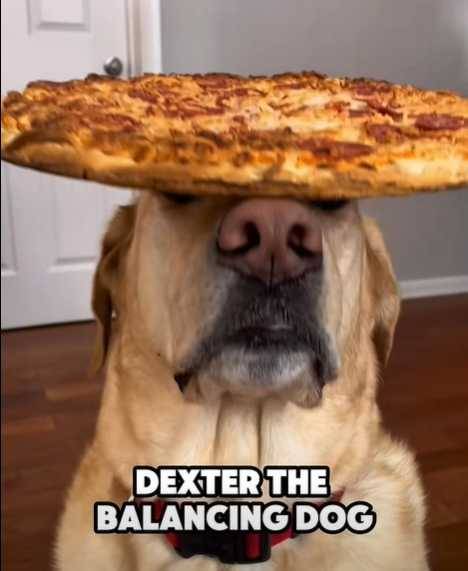 Dexter是一隻英國的黃金獵犬，以超狂平衡感爆紅。（圖／翻攝自臉書）