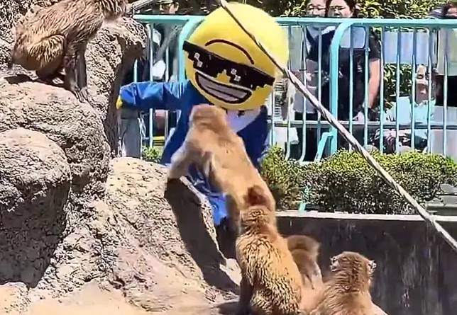 美國男子身穿布偶裝爬進猴山。翻攝X@日本千葉縣市川市動植物園