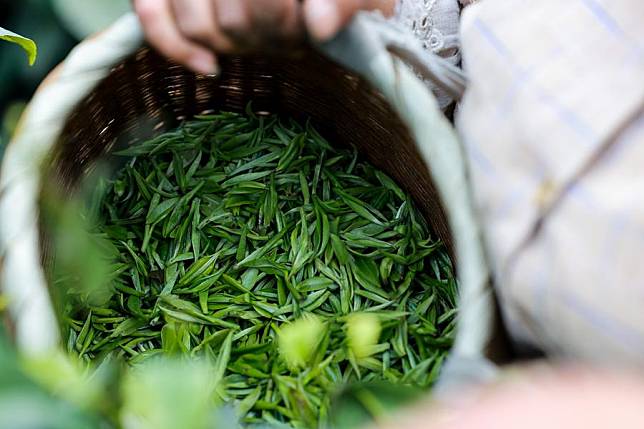 A farmer picks tea leaves at a tea plantation in Meitan County, southwest China's Guizhou Province, April 4, 2023. (Xinhua/Ou Dongqu)