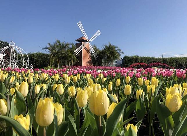 台中市中社觀光花市鬱金香花季29日登場，自荷蘭引進的鬱金香將輪番在歐式花園中綻放，搭配風車造景，充滿濃濃異國風情。中央社記者趙麗妍攝 110年12月29日  
