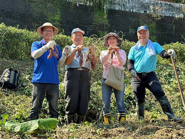 深坑農會結合食農教育做公益 連續十四年挖甘藷送愛心