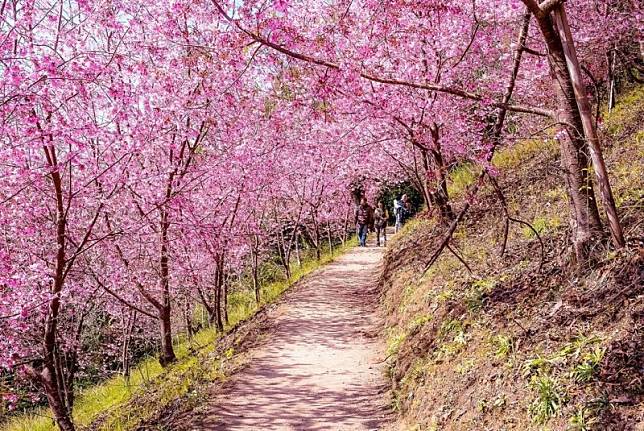 新竹上帝的部落秘境「司馬庫斯」 