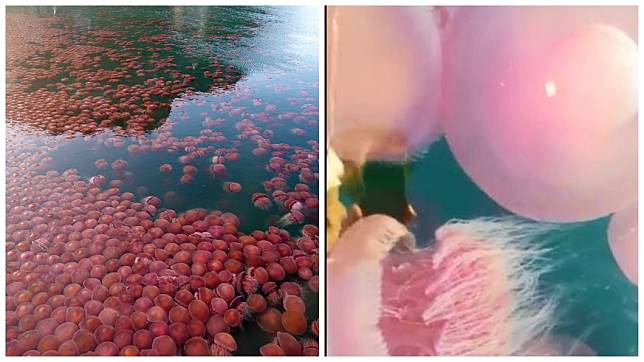 菲律賓巴拉望的海灘上，近日出現有數千隻粉紅色水母浮上水面。(圖／翻攝自推特)