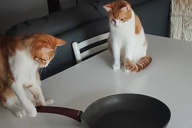 貓咪迷上易旋轉的平底鍋，跟著它一起搖頭晃腦：「好暈好喜歡」。（圖／Youtube：ViralHog）