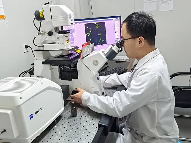 This photo taken with a mobile phone shows Chen Xinlong observing the expression of potato proteins through a microscope at Southwest University in southwest China's Chongqing Municipality, Jan. 16, 2025. (Chen Xinlong/Handout via Xinhua)