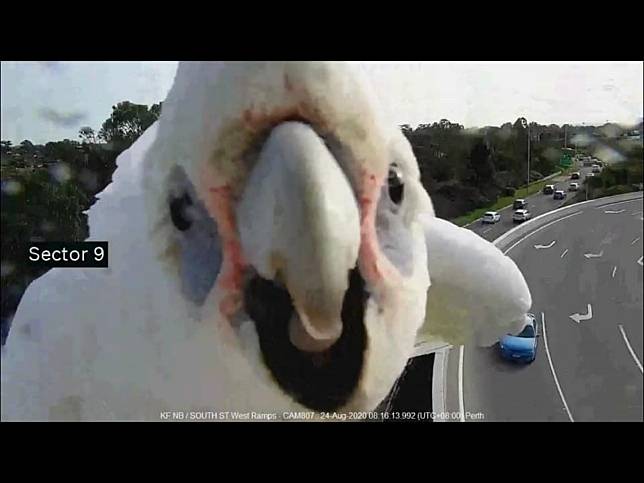 野生鸚鵡亂入路況監視器　搖頭晃腦猖狂叫囂：快拍偶！