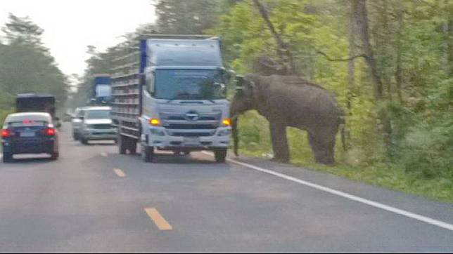 ช้างป่าเกเร ทุ่มใส่รถยนต์ที่กำลังขับผ่านเขาอ่างฤาไน หงายท้องเจ็บ 1 ราย