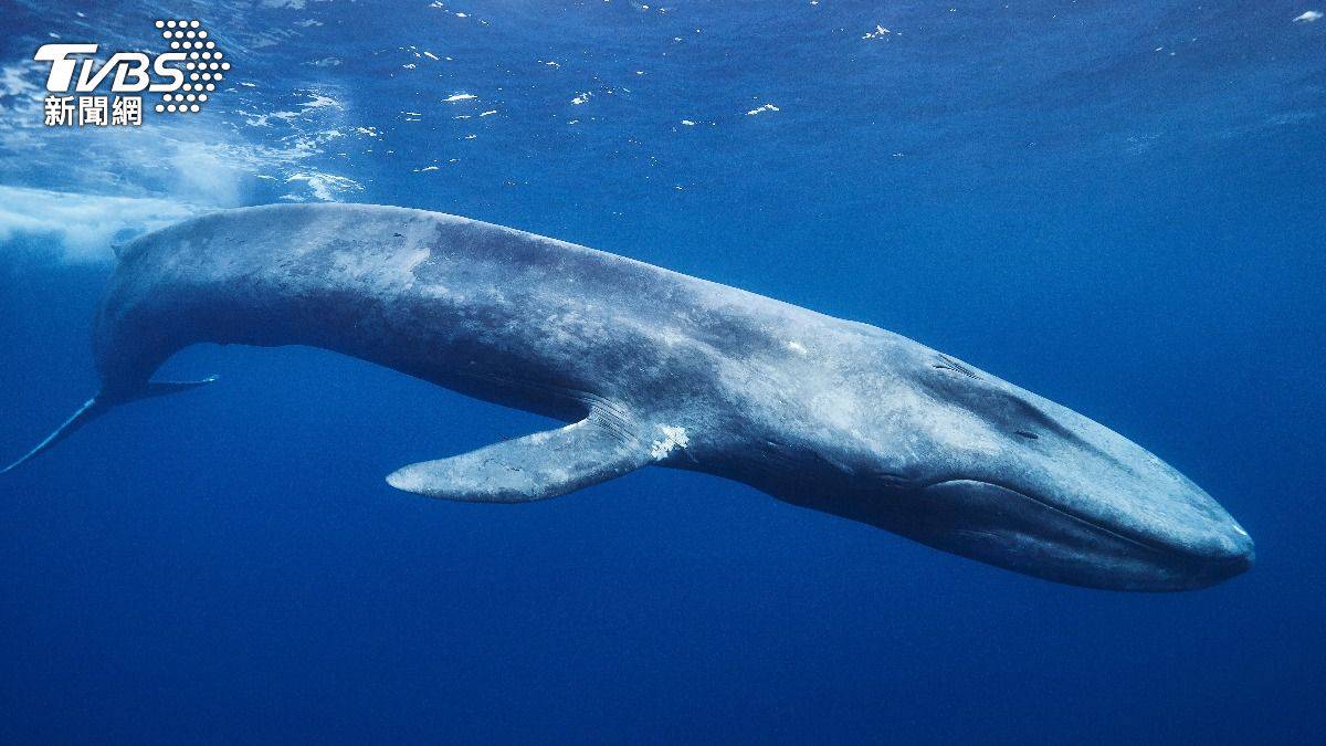 愛唱歌的大翅鯨洄游日本沖繩海域繁衍育兒| TVBS | LINE TODAY