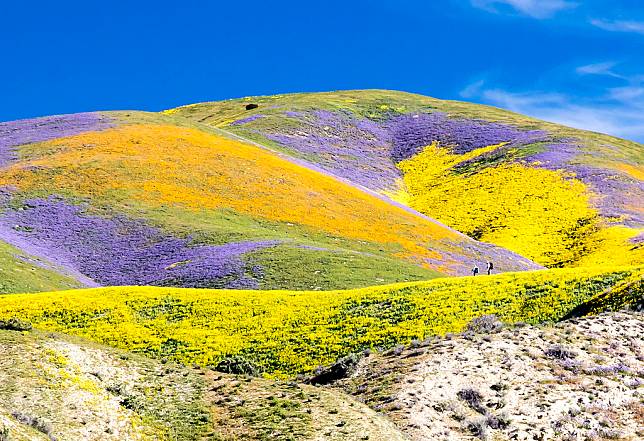2017年卡立卓平原國家公園（Carrizo Plain National Monument）的超級綻放。澄黃的波斯菊（coreopsis）、淺黃的萊雅菊（tidy tips）和紫色的沙鈴花（phacelia）覆蓋整個山谷。荒野攝影師Bob Wick說，他從未見過如此壯觀的花海。圖片來源：加州土地管理局（Bureau of Land Management California）