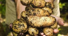 民進黨稱發芽馬鈴薯為「認知戰」　國民黨團：請停止用意識形態操弄食安議題