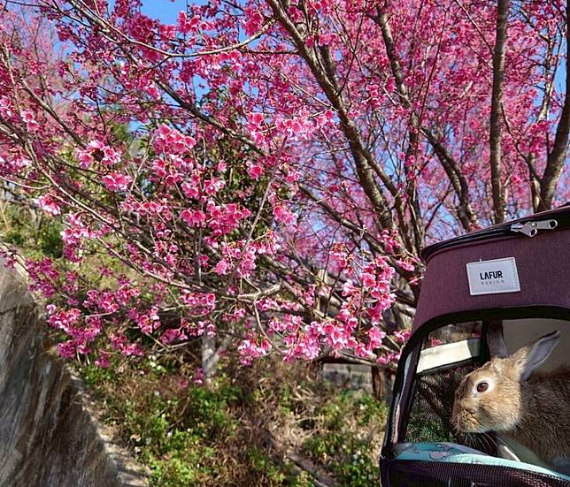 三兔一起賞櫻花（圖片來源/<a href=