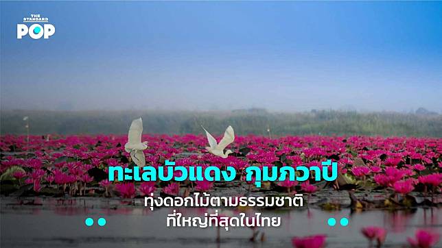 ทะเลบัวแดง กุมภวาปี ทุ่งดอกไม้ตามธรรมชาติที่ใหญ่ที่สุดในไทย