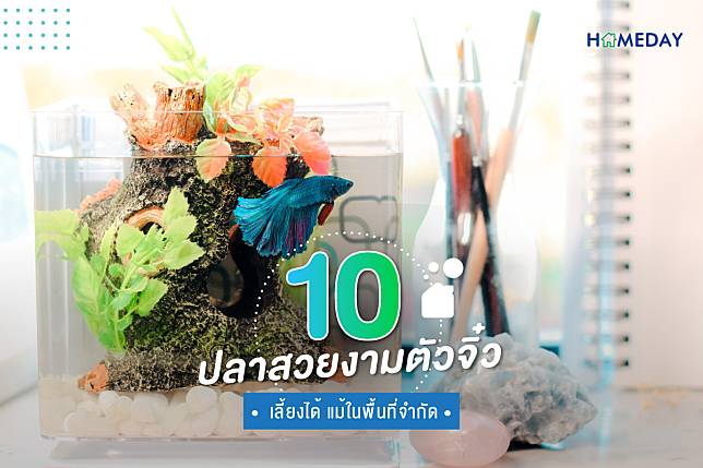 10 ปลาสวยงามตัวจิ๋ว เลี้ยงได้ แม้ในพื้นที่จำกัด