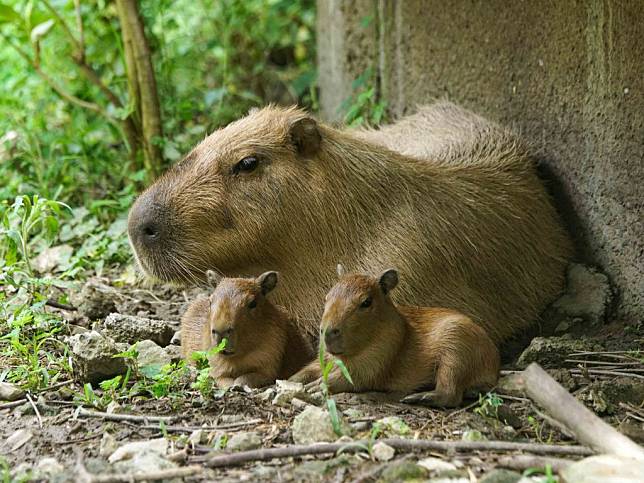 水豚君「妹妹」初次生產~超萌家族再添生力軍。（北市動物園提供）