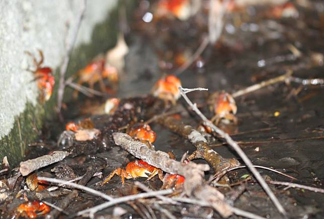 評選中在美崙溪畔公園步道旁的排水溝與落葉堆下也能觀察到陸蟹的蹤跡。（花蓮縣政府提供）