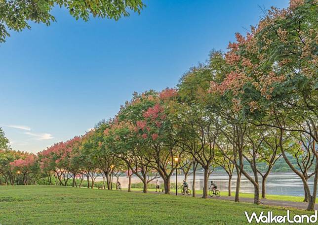 新北台灣欒樹賞花地/ WalkerLand窩客島整理提供 未經許可不可轉載。