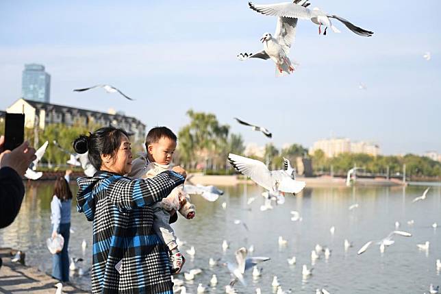 People feed red-billed gulls at Haibao park in Yinchuan, northwest China's Ningxia Hui Autonomous Region, Oct. 28, 2024. (Xinhua/Mao Zhu)