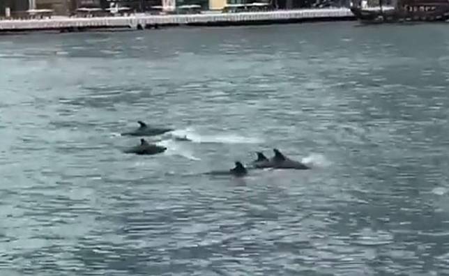 一群鯨虎鯨下午在維港水域暢泳(網上片段截圖)