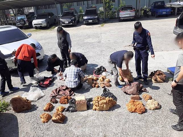 警方起獲33塊台灣扁柏和紅檜樹瘤。（翻攝畫面）