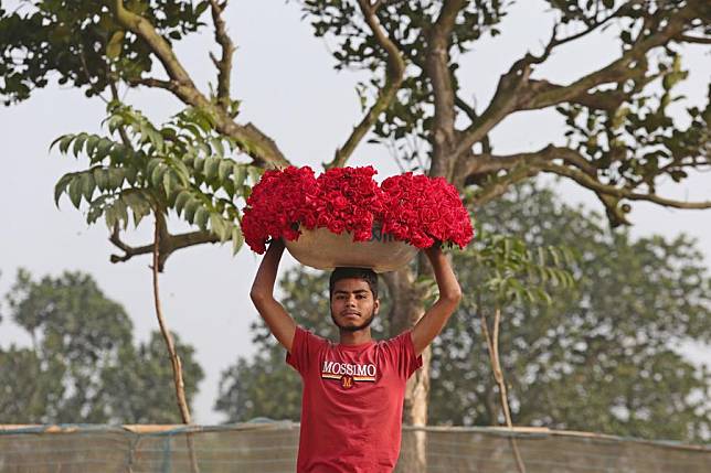 A gardener carries roses in Dhaka, Bangladesh, Dec. 12, 2024. (Xinhua)