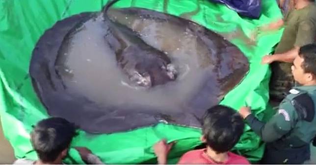 柬埔寨捕獲超大魟魚　體重300公斤打破紀錄