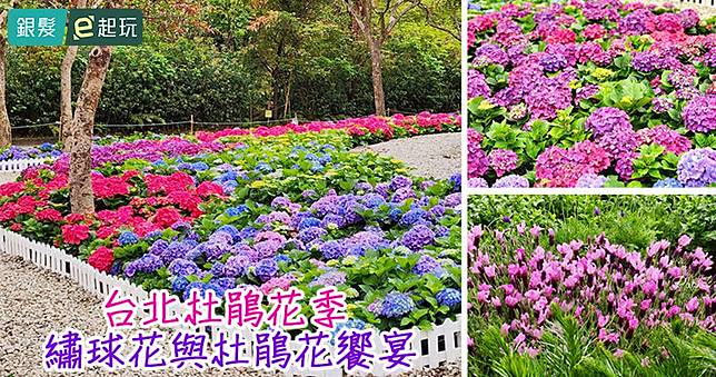 2025台北杜鵑花季｜春神降臨大安森林公園！上千株繡球花+杜鵑花洋溢初戀粉色系，繽紛燦爛宛如新娘捧花綻放至3/31